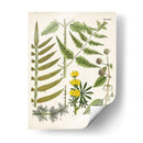 Fernos Fernos Ii | Cuadro decorativo de Canvas Lab