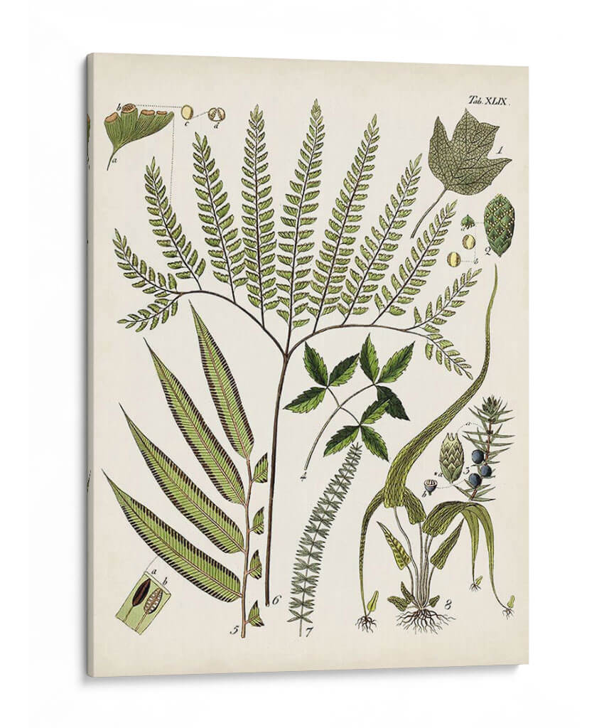 Fernos Ferns Iii | Cuadro decorativo de Canvas Lab
