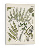 Fernos Ferns Iii | Cuadro decorativo de Canvas Lab