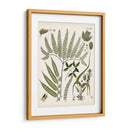 Fernos Ferns Iii | Cuadro decorativo de Canvas Lab