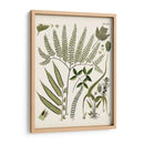 Fernos Ferns Iii | Cuadro decorativo de Canvas Lab