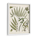 Fernos Ferns Iii | Cuadro decorativo de Canvas Lab