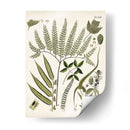 Fernos Ferns Iii | Cuadro decorativo de Canvas Lab