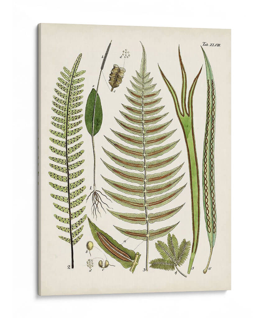 Fantrifus Ferns V | Cuadro decorativo de Canvas Lab
