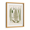 Fantrifus Ferns V | Cuadro decorativo de Canvas Lab