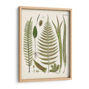 Fantrifus Ferns V | Cuadro decorativo de Canvas Lab