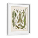 Fantrifus Ferns V | Cuadro decorativo de Canvas Lab