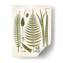 Fantrifus Ferns V | Cuadro decorativo de Canvas Lab