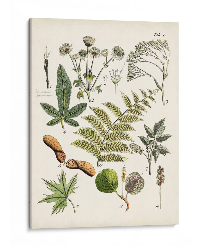Fernos Ferns Vi | Cuadro decorativo de Canvas Lab