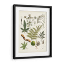 Fernos Ferns Vi | Cuadro decorativo de Canvas Lab