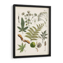 Fernos Ferns Vi | Cuadro decorativo de Canvas Lab