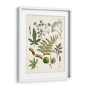 Fernos Ferns Vi | Cuadro decorativo de Canvas Lab