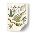 Fernos Ferns Vi | Cuadro decorativo de Canvas Lab
