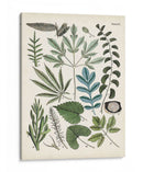 Fernos Ferns Vii | Cuadro decorativo de Canvas Lab