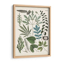 Fernos Ferns Vii | Cuadro decorativo de Canvas Lab
