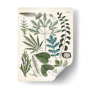 Fernos Ferns Vii | Cuadro decorativo de Canvas Lab