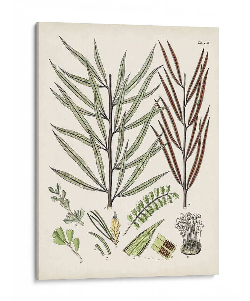 Fernos Ferns Viii | Cuadro decorativo de Canvas Lab