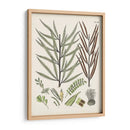 Fernos Ferns Viii | Cuadro decorativo de Canvas Lab