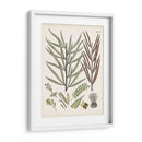 Fernos Ferns Viii | Cuadro decorativo de Canvas Lab