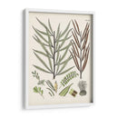 Fernos Ferns Viii | Cuadro decorativo de Canvas Lab