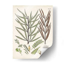 Fernos Ferns Viii | Cuadro decorativo de Canvas Lab
