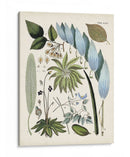 Fantrifus Ferns Ix | Cuadro decorativo de Canvas Lab