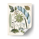 Fantrifus Ferns Ix | Cuadro decorativo de Canvas Lab