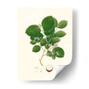 Follaje Verde Primavera I | Cuadro decorativo de Canvas Lab
