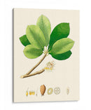 Follaje Verde De Primavera Ii | Cuadro decorativo de Canvas Lab