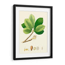 Follaje Verde De Primavera Ii | Cuadro decorativo de Canvas Lab