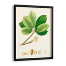 Follaje Verde De Primavera Ii | Cuadro decorativo de Canvas Lab