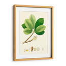 Follaje Verde De Primavera Ii | Cuadro decorativo de Canvas Lab