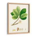 Follaje Verde De Primavera Ii | Cuadro decorativo de Canvas Lab