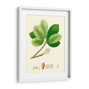 Follaje Verde De Primavera Ii | Cuadro decorativo de Canvas Lab