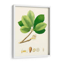 Follaje Verde De Primavera Ii | Cuadro decorativo de Canvas Lab