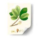 Follaje Verde De Primavera Ii | Cuadro decorativo de Canvas Lab