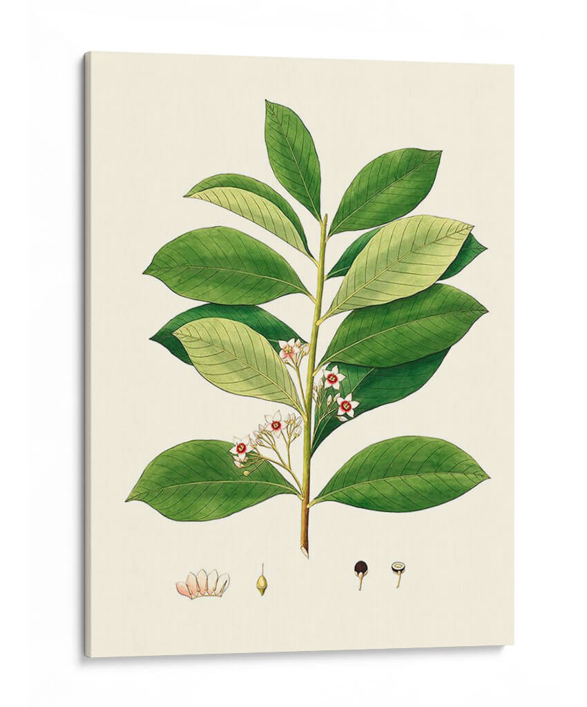 Follaje Verde De Primavera Iii | Cuadro decorativo de Canvas Lab