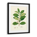 Follaje Verde De Primavera Iii | Cuadro decorativo de Canvas Lab