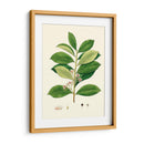 Follaje Verde De Primavera Iii | Cuadro decorativo de Canvas Lab