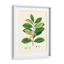 Follaje Verde De Primavera Iii | Cuadro decorativo de Canvas Lab