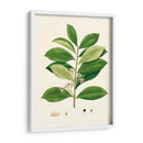 Follaje Verde De Primavera Iii | Cuadro decorativo de Canvas Lab
