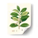 Follaje Verde De Primavera Iii | Cuadro decorativo de Canvas Lab