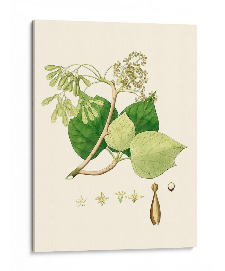 Follaje Verde De Primavera Iv | Cuadro decorativo de Canvas Lab