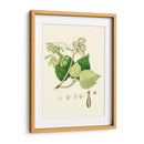 Follaje Verde De Primavera Iv | Cuadro decorativo de Canvas Lab
