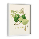 Follaje Verde De Primavera Iv | Cuadro decorativo de Canvas Lab