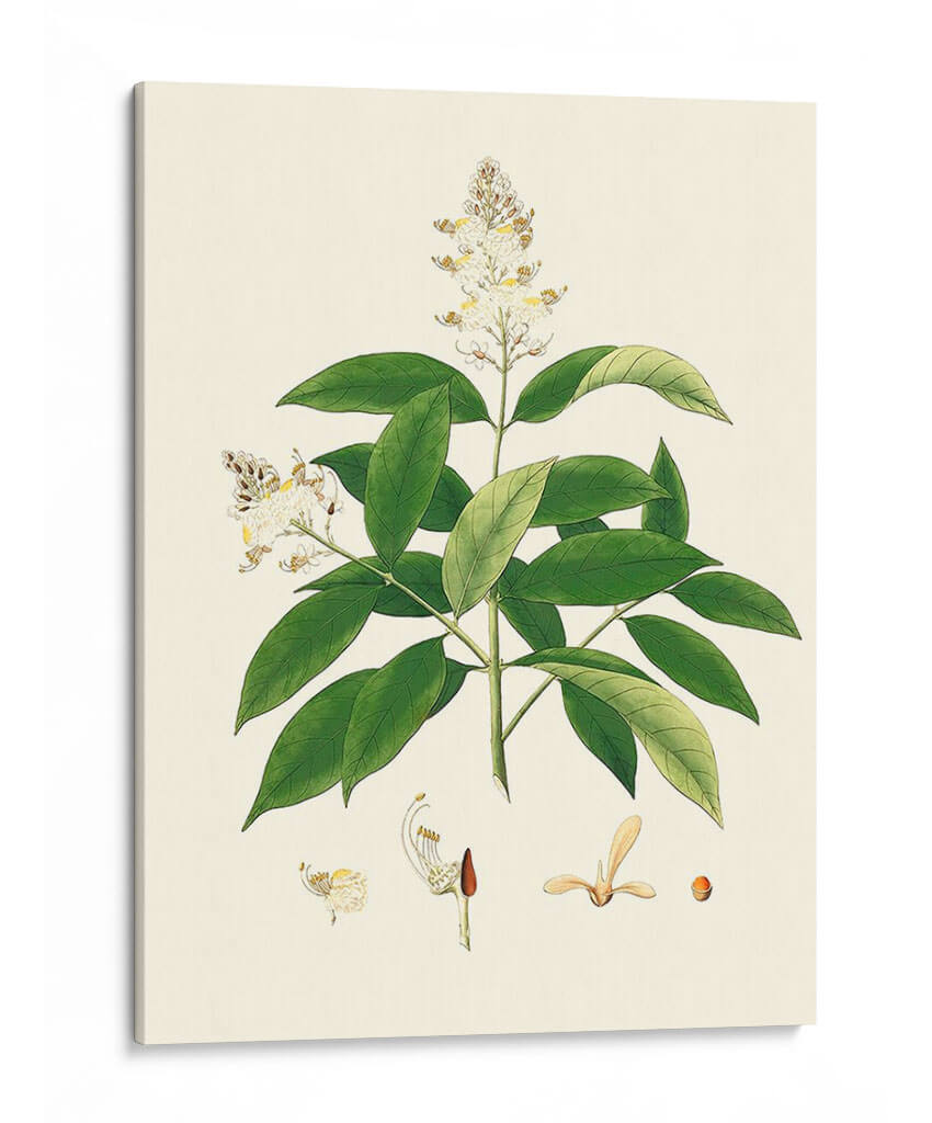 Follaje Verde De Primavera V | Cuadro decorativo de Canvas Lab