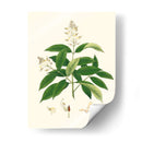 Follaje Verde De Primavera V | Cuadro decorativo de Canvas Lab