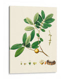 Follaje Verde De Primavera Vii | Cuadro decorativo de Canvas Lab