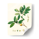 Follaje Verde De Primavera Vii | Cuadro decorativo de Canvas Lab