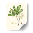 Follaje Verde Primavera Viii | Cuadro decorativo de Canvas Lab